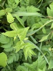 Rhynchocorys orientalis