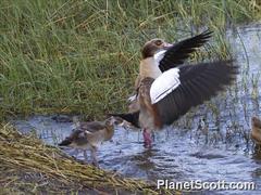 Alopochen aegyptiaca