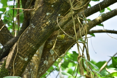 Zosterops palpebrosus