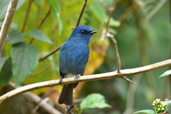 Eumyias albicaudatus