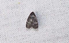 Menesta tortriciformella