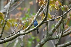 Eumyias albicaudatus