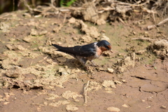 Hirundo domicola