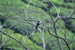 Pomatorhinus horsfieldii