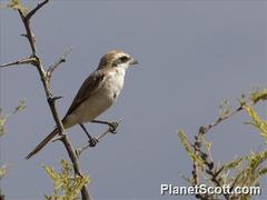 Lanius phoenicuroides