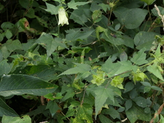 Hibiscus vitifolius