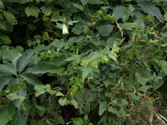 Hibiscus vitifolius