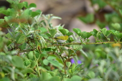 Zosterops palpebrosus