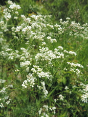 Galium glaucum