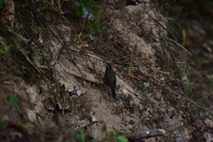 Pomatorhinus horsfieldii