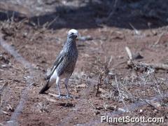 Lamprotornis albicapillus