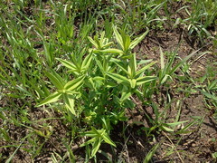 Gentiana alba