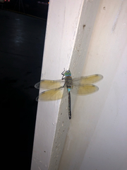 Anax parthenope