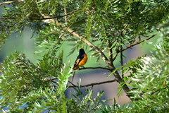 Pericrocotus flammeus