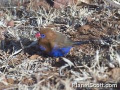 Granatina ianthinogaster