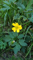 Ranunculus repens