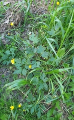 Ranunculus repens