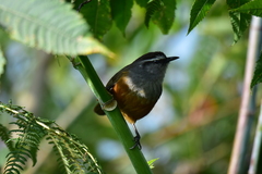 Montecincla fairbanki