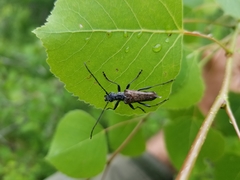 Anthophylax attenuatus