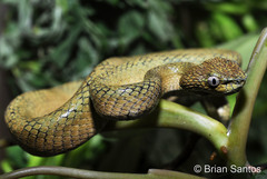 South Philippine Temple Pitviper photo 3