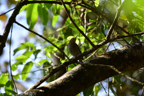 Blue-capped Rock Thrush (Monticola cinclorhyncha), photo 10