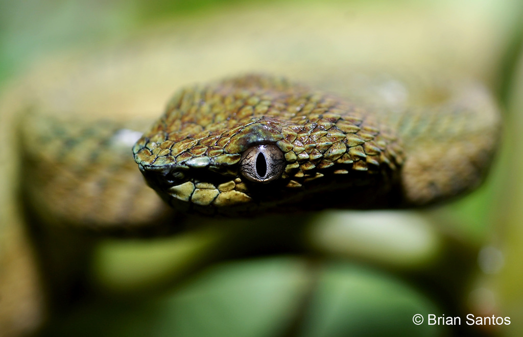 South Philippine Temple Pitviper