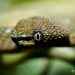 South Philippine Temple Pitviper - Photo (c) Brian Santos, some rights reserved (CC BY-NC), uploaded by Brian Santos