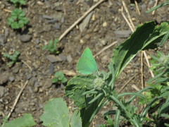 Callophrys danchenkoi