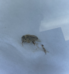 Apis mellifera