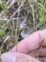 Trichophorum alpinum
