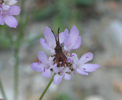 Coriomeris denticulatus