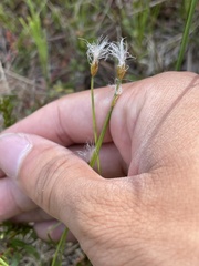Trichophorum alpinum