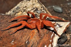 Orphnaecus philippinus