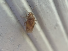 Tropidosteptes