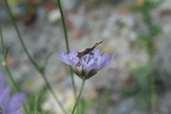 Coriomeris denticulatus