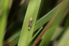 Errastunus ocellaris