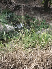 Miscanthus floridulus