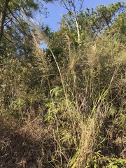Miscanthus floridulus