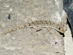 Mediodactylus heterocercus