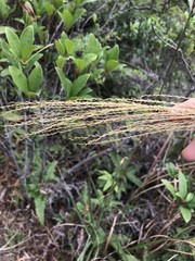 Miscanthus floridulus