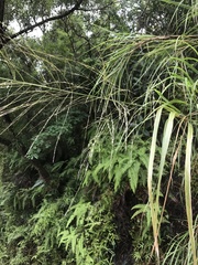 Miscanthus floridulus