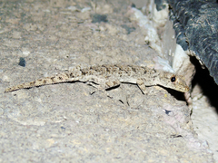 Mediodactylus heterocercus