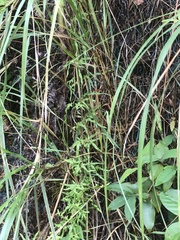 Miscanthus floridulus