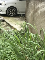 Miscanthus floridulus