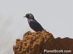 Shelley's Starling photo 2