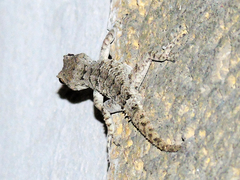 Mediodactylus heterocercus