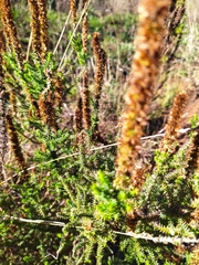 Seriphium cinereum