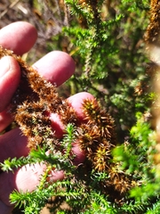 Seriphium cinereum