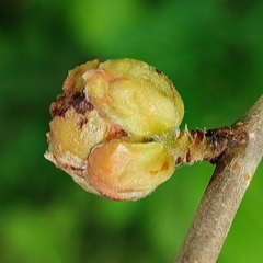 Phytoptus avellanae