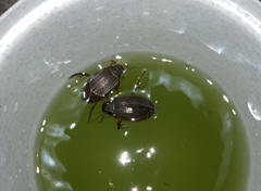 Dytiscus marginalis